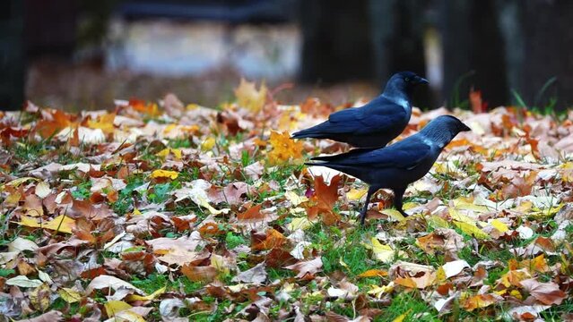 Black jackdaws walk in the old park among fallen autumn maple leaves.