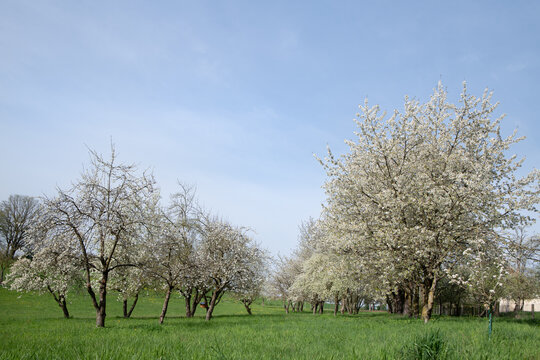 A meadow orchard in spring. The fruit trees blossom in the sun. The trees form an alley in the meadow.
