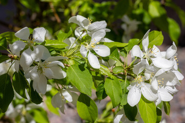 Fresh white flowers of a blossoming apple tree with a natural background.