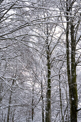 A snowy forest with trees covered in snow. The trees are bare and the snow is covering them