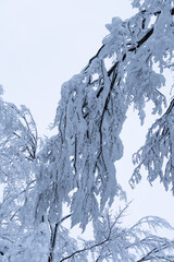 A tree covered in snow with a branch that is bent over. white background with copy space