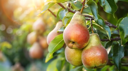 Close up macro photography of ripe pears on a tree branch with a lush garden background