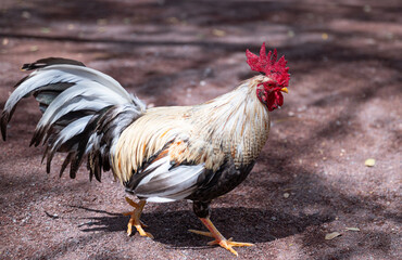 A rooster with a red comb and white feathers walks on a dirt road. The rooster is walking with its head up and looking around
