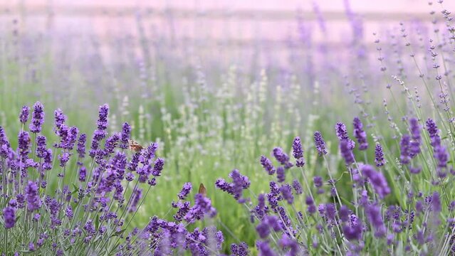 Sunset over a violet lavender field in Provence, France