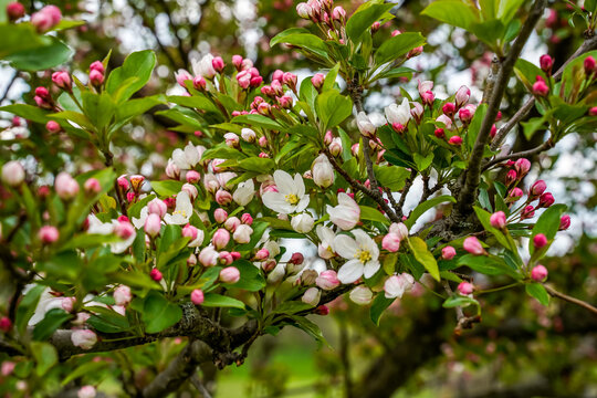 Background image of buds and flowers on a crabapple tree. White and pink flowers. 