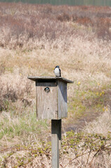 Tree swallows at a birdhouse during a spring season at the Pitt River Dike Scenic Point in Pitt Meadows, British Columbia, Canada