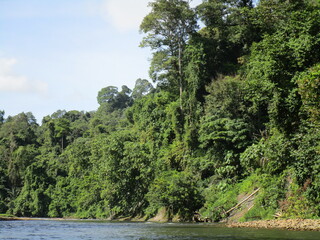 steep riverbank with dense forest