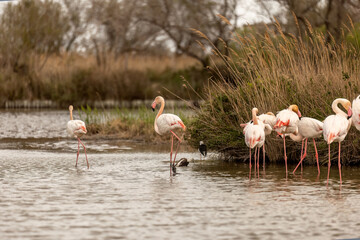 Wild flamingos (Phoenicopteridae) at the Camargue, france, europe in early spring outdoors. Wildlife birdwatching