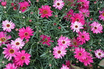 Beautiful flowers of Marguerite Grand Daisy Pink Dark