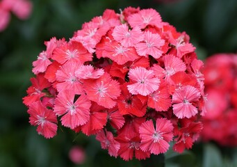 Closeup of the vibrant red color of Sweet William Dianthus flower at full bloom