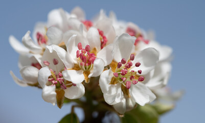 Close-up of white blooming apple blossoms with red pollen in the center. In the background is blue sky.