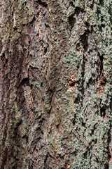 Douglas fir (pseudotsuga menziesii) Bark