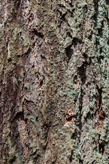 Douglas fir (Pseudotsuga menziesii)