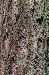 Douglas fir (pseudotsuga menziesii) Bark