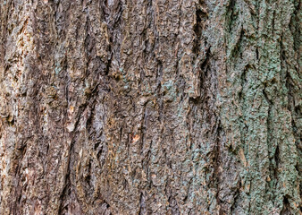 Douglas fir (Pseudotsuga menziesii)