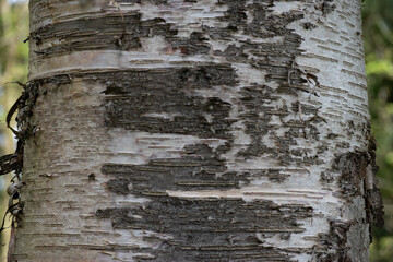 Birch Bark (Betula papyrifera)
