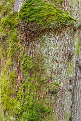 moss on tree