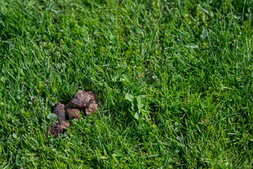 Dog poop in the lawn.