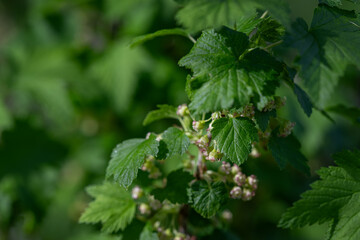 Small green blackcurrant flowers and green leaves.