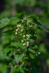 Small green blackcurrant flowers and green leaves.