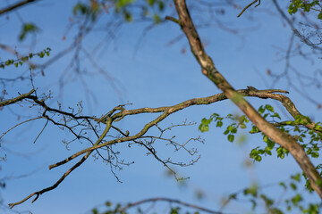 A blue tit on a distant branch.