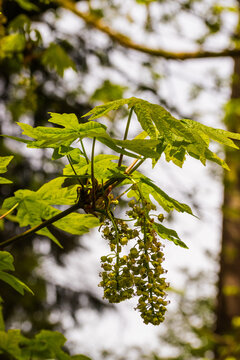 Bigleaf Maple (Acer macrophyllum)
