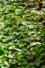 Fototapeta premium False Lilly (Maianthemum dilatatum)