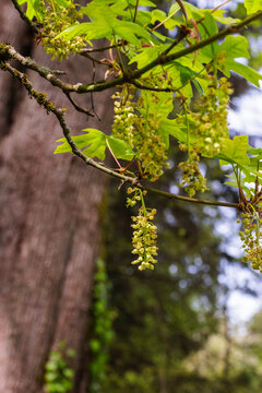 Bigleaf Maple (Acer macrophyllum)