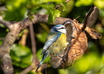 Blue Tit (Cyanistes caeruleus) - Found throughout Europe and parts of Asia - 793327110