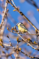 Blue Tit (Cyanistes caeruleus) - Found throughout Europe and parts of Asia - 793327122