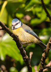 Blue Tit (Cyanistes caeruleus) - Found throughout Europe and parts of Asia - 793327185