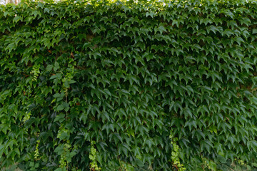 Thick green ivy leaves background. green hedge texture.