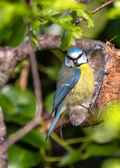 Blue Tit (Cyanistes caeruleus) - Found throughout Europe and parts of Asia - 793327358
