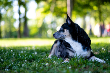 Amidst a sunny park, this lovable canine basks in the warmth of a spring day.