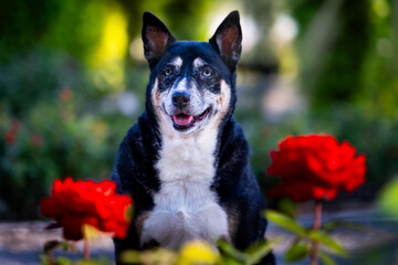 Spring portrait showcases a joyful dog surrounded by vibrant red roses and green foliage.