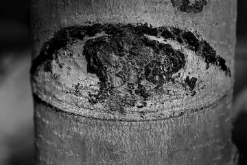 eye of the Aspen tree, black and white macro photography