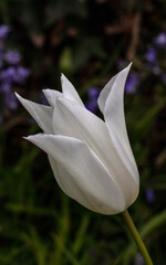 Tulip White Triumphator. 16" x 10" image.