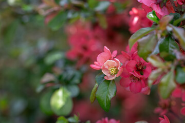 Red quince flower on a bush twig.
