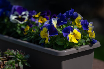 Violet ornamental yellow-blue in a flowerpot.