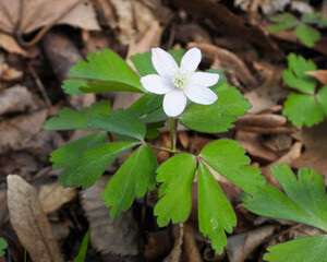 Anemone quinquefolia (Wood Anemone) Spring Woodland Wildflower Native to North America 