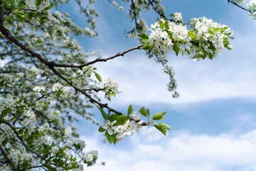 blossoming tree with white petals