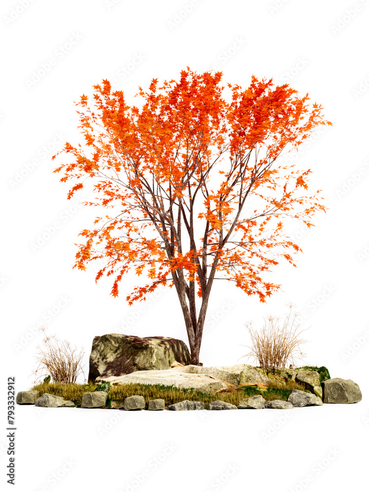 Wall mural 3d rendering of japanese maple tree sapling on white