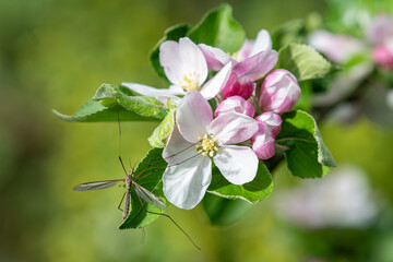 White flowers of an apple tree on a twig.
