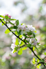 White flowers of an apple tree on a twig.

