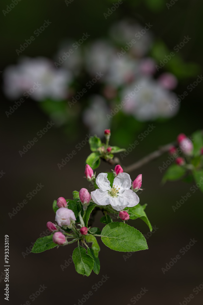 Sticker White flowers of an apple tree on a twig.
