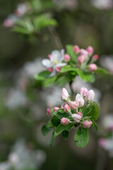 White flowers of an apple tree on a twig.
