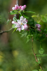 White flowers of an apple tree on a twig.
