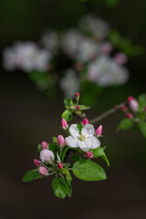 White flowers of an apple tree on a twig.
