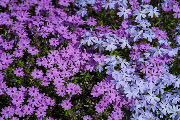 Dark and light pink carpet flowers.