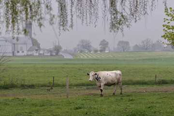 Lonely Cow